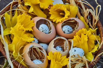 spring yellow flowers near interesting crushing easter eggs with quail eggs inside  