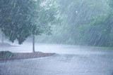 Fototapeta  - heavy rain and tree in the parking lots