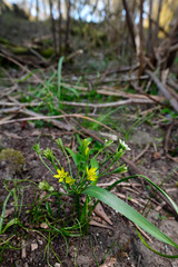 Canvas Print - Wald-Gelbstern (Gagea lutea) Wupperufer, Wuppertal - yellow star of bethlehem 