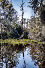 Poster - bayou landscape