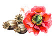 Red poppy flower and Dry heads. Hand drawn watercolor illustration, isolated on white background
