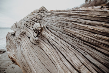 Fallen tree trunk on lake beach