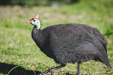 Turkey Bird Fowl Poultry Portrait Wild Domestic