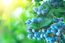 Blueberry. Fresh And Ripe Organic Blueberries Plant Growing In A Garden. Diet, Dieting, Healthy Vegan Food. Blue Berry Hanging On A Branch. Bio, Organic Healthy Food. Agriculture. 