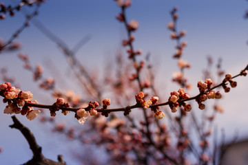 Beautiful floral spring abstract background of nature. Branches of blossoming apricot macro with soft focus on gentle light blue sky or tree background. For easter and spring greeting cards.