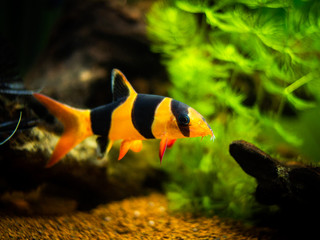 Canvas Print - Large clown loach in fish tank with blurred background (Chromobotia macracanthus)