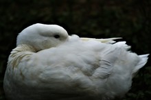 White Ducks/duck Behavior/duck Close Ups/duck Heads/ducks Laying Eggs/duck Hiding Beak