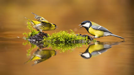 eurasian siskin, spinus spinus, and great tit, parus major, fighting over spot in drinking pool. con