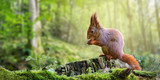 Fototapeta Zwierzęta - Cute red squirrel, sciurus vulgaris, eating a nut in green spring forest with copy space. Lovely wild animal with long ears and fluffy tail feeding in nature. Wide panoramic banner of mammal.