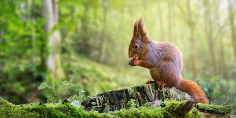cute red squirrel, sciurus vulgaris, eating a nut in green spring forest with copy space. lovely wil