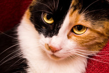 Close-up Portrait Of A Tricolor Cat.