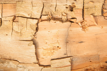 Wall Mural - Close up image of beautiful natural wood texture with cracks as natural background for design