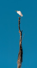 White Egret on top of a dead tree