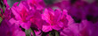 Banner azalea flowers have bloomed.