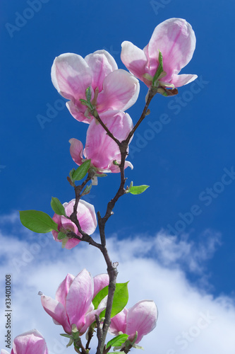 Pink magnolia flower.