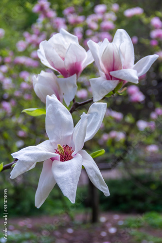 Pink magnolia flower.