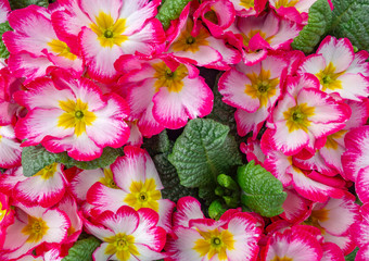 Sticker - colorful primula flowers