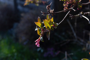 colorful flowers at eastern