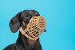 Portrait of a cute Dachshund dog, black and tan, wears a black muzzle on a blue background. Pet safety. Copy space.