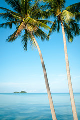 Wall Mural - Slender palm trees towering over vibrant tropical seas
