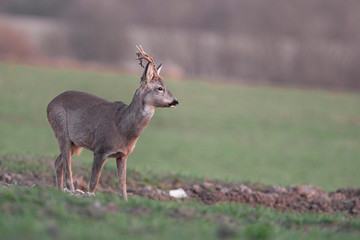 Wall Mural - Curious roe deer, capreolus capreolus, buck in spring with new antlers.