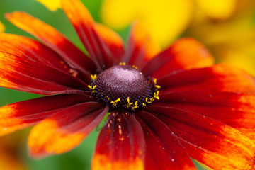 Wall Mural - Red Flower