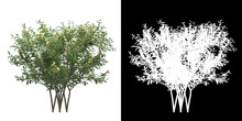 Front View Of Tree (Brunfelsia Americana) Png With Alpha Channel To Cutout Made With 3D Render