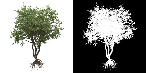 Wall Mural - left view of tree (clusia rosea) png with alpha channel to cutout made with 3d render