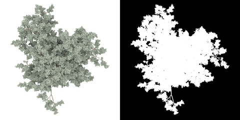 Wall Mural - Top view of tree (Conocarpus Erectus) png with alpha channel to cutout made with 3D render
