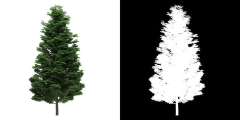Wall Mural - Front view of tree (Cupressoncyparis Leylandii) png with alpha channel to cutout made with 3D render