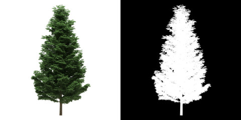 Wall Mural - Left view of tree (Cupressoncyparis Leylandii) png with alpha channel to cutout made with 3D render