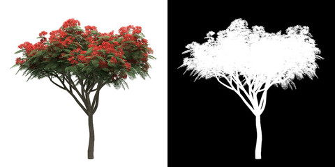 Wall Mural - front view of tree (delonix regia) png with alpha channel to cutout made with 3d render