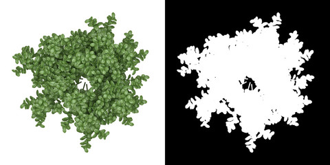 Wall Mural - Top view of tree (Ficus Microcarpa) png with alpha channel to cutout made with 3D render