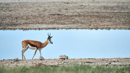 Sticker - Beautiful springbok Antidorcas marsupialis, walking near a waterhole.