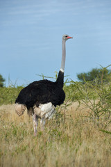 Poster - Male ostrich, Struthio camelus,  walks in the savannah