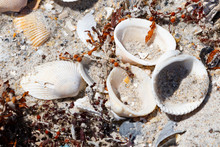 Sea Shells In The Sand On A Beach With Sea Weed Present
