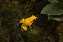 Golden Poison Frog (Phyllobates Terribilis).