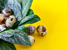 Multi-colored Quail Eggs Lie In The Leaves Of Garden Ivy On A Yellow Background. Three Eggs Lie Under The Leaves. Minimalism. Festive Composition. Nest. Easter.
