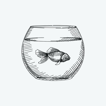 Hand-drawn sketch of fish tank on a white background. Domestic animal. Home pet. Gold fish in a small tank. Simple tank with fish. Fish in the aquarium