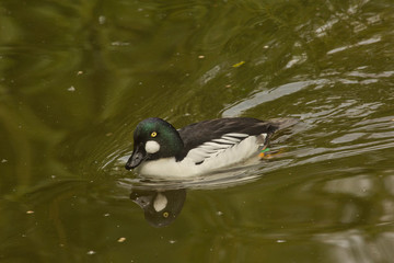 Wall Mural - The common goldeneye (Bucephala clangula),  sea duck, male.