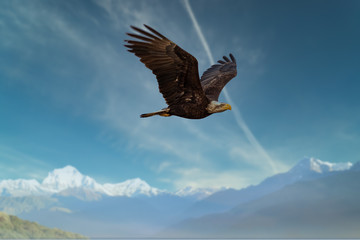  eagle in flight over mountains