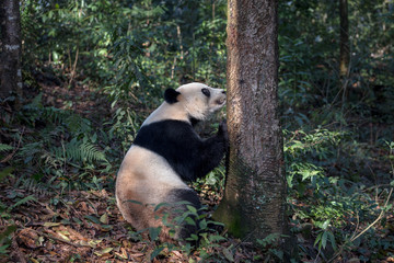 Wall Mural - Curious Panda Bear 