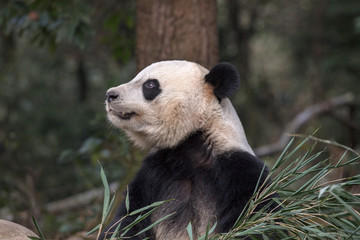 Wall Mural - Photograph of Panda Bear in Bifengxia nature reserve, Sichuan Province China. Protected Species, Cute Young Male Fluffy Panda enjoying nature. Chinese Wildlife