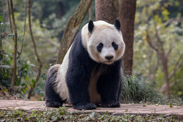 Wall Mural - Panda Bear Sitting in the Forest of Bifengxia Panda Reserve in Ya'an Sichuan Province, China. Fluffy Panda 