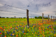 Wildflowers Of Texas