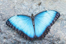 Blue Morpho Butterfly On A Grey Background