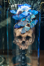 Skull With Emerging Blue Morpho Butterflies Behind Glass