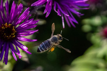 Honey Bee Pollinating Purple Aster