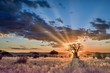 Beautiful scenery of a tree in the savanna plains during sunset - perfect for background