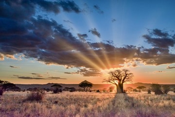 Wall Mural - Beautiful scenery of a tree in the savanna plains during sunset - perfect for background